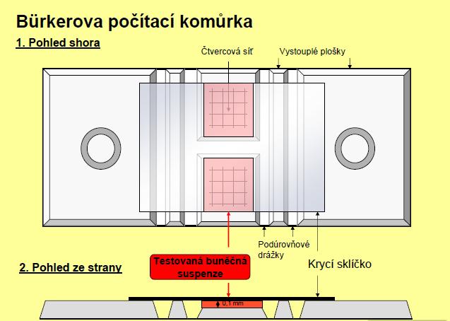 2) Praktické cvičení: a) Stanovení počtu živých buněk pomocí Bürkerovy komůrky 1. Buněčná suspenze se promíchá s trypanovou modří v poměru 1:1. 2.