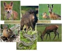 Fauna popisovaného územia má dnes značne odlišný charakter ako v minulosti.