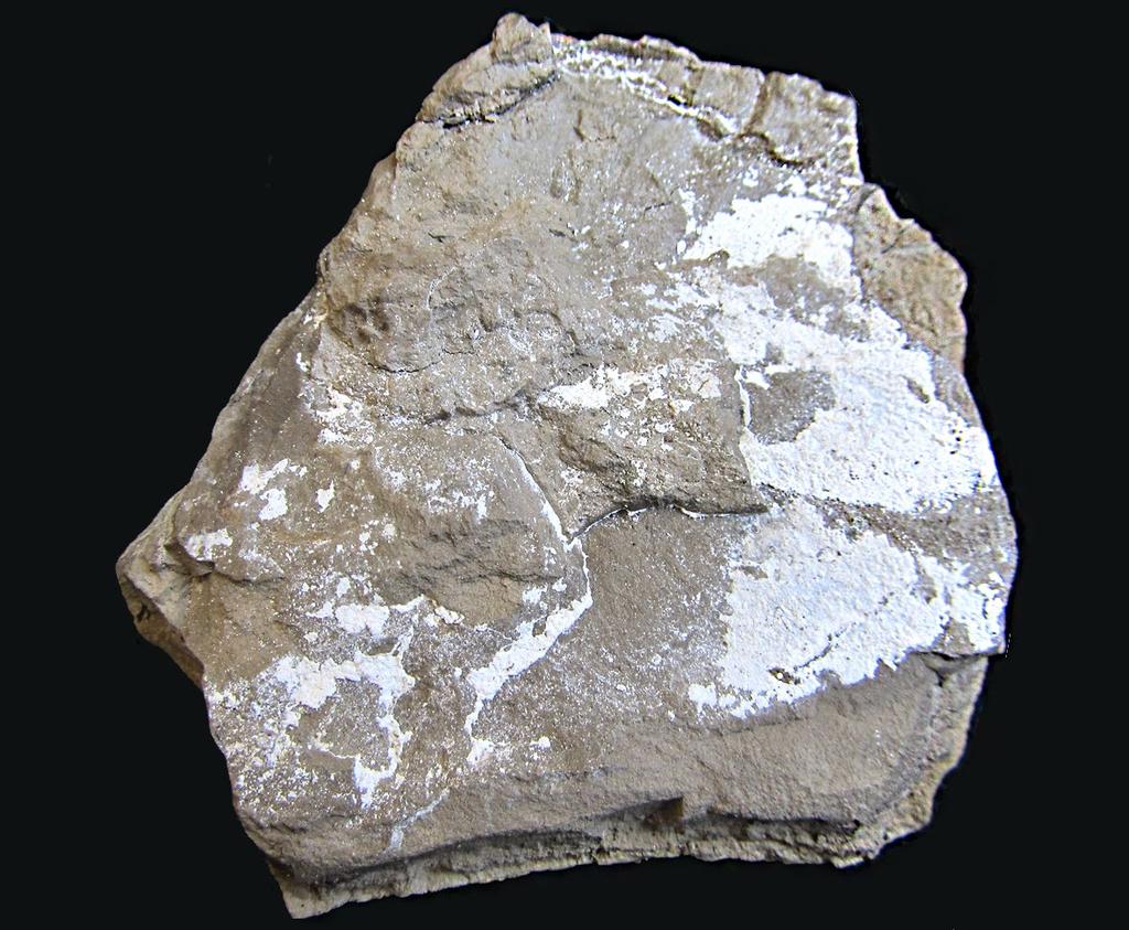 popsáno téměř 50 minerálních druhů. Další minerály uvádějí Dvořák et al. (2002, 2012) a Žáček et al. (1999). V současné době tak vzrostl počet minerálů mostecké pánve na více než šedesát.