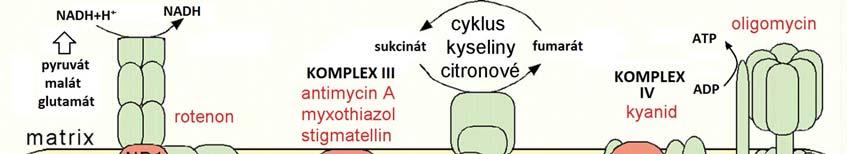 Obrázek 4: Schéma dýchacího řetězce ve vnitřní mitochondriální membráně.