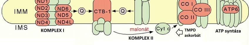 situace u Caenorhabditis elegans (u člověka je v mitochondrii navíc kódována ještě jedna podjednotka ATP syntázy - ATP8); IMM - vnitřní mitochondriální membrána (inner mitochondrial membrane), IMS -