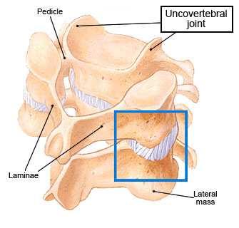 Anatomie Meziobratlové ploténky anulus