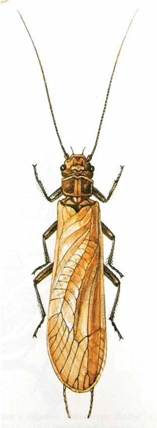 (cerky) Křídla složena ploše na zadečku Larvy ve