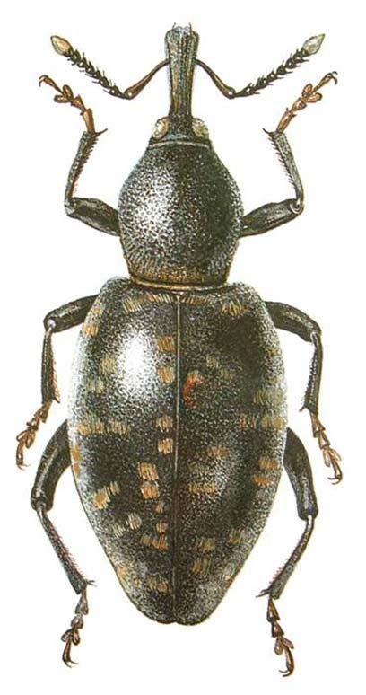 Kovaříkovití (Elateridae)