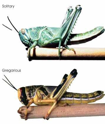 admirál, monarcha stěhovavý) sarančata (saranče pustinná, stěhovavá) fázový polyfenismus: změna fenotypu ze