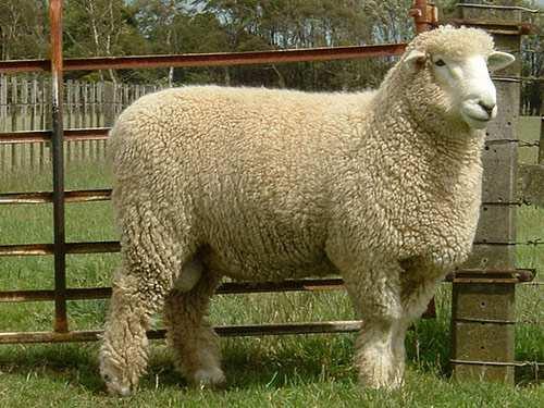 21 Merino https://en.wikipedia.