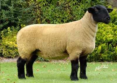 Obr. 23 Suffolk https://www.pinterest.