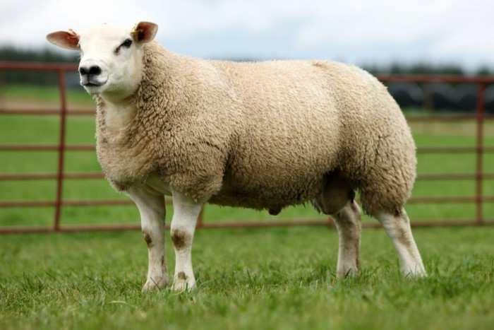 24 Texel http://www.logiedurnosheep.co.