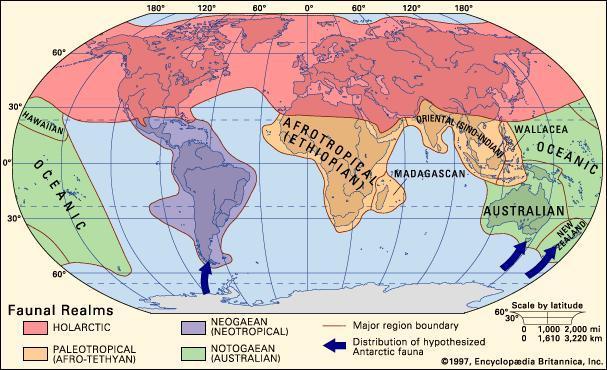 a hmyzu. Mezi endemity patří řád chudozubých (např. mravenečník, lenochod), ploskonosých opic nebo mnoho čeledí hlodavců. Poslední zoogeografickou říší je Notogea s Australskou oblastí.
