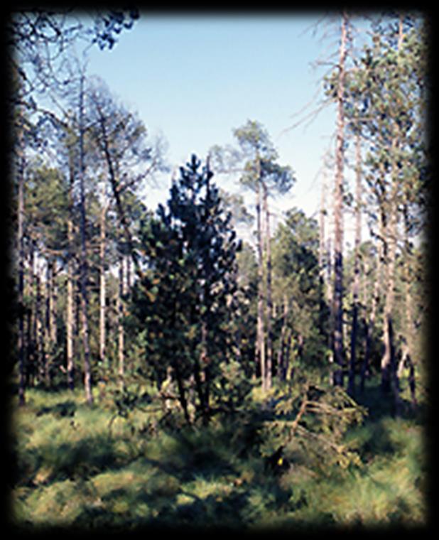 Případ Pinus rotundata Pinus mugo horní