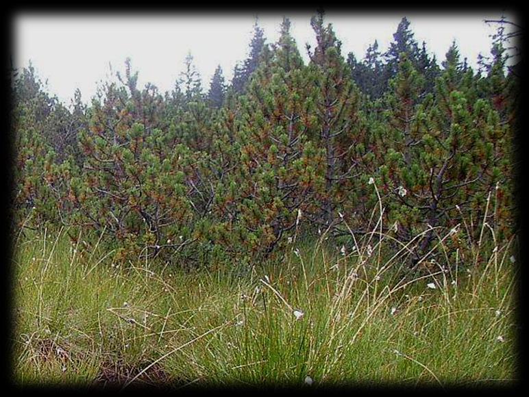 Pinus pseudopumilio Z a J Čechy, Šumava, Slavskovský les, Orlické hory,krušné hory již poč.