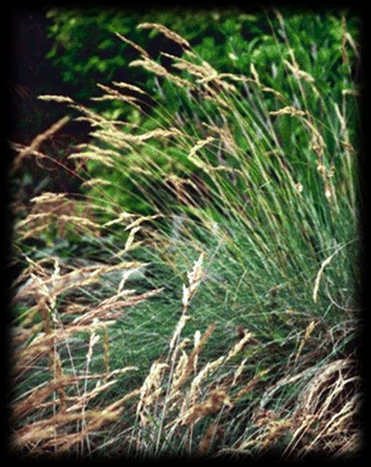 kostřava drsnolitá (Festuca brevipila)