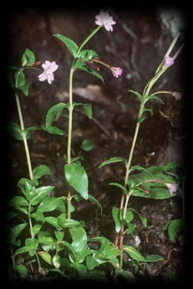 (Festuca supina) Epilobium ciliatum (=E.