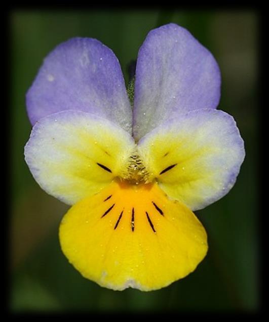 Případ violek u Rennerovek Viola lutea subsp.