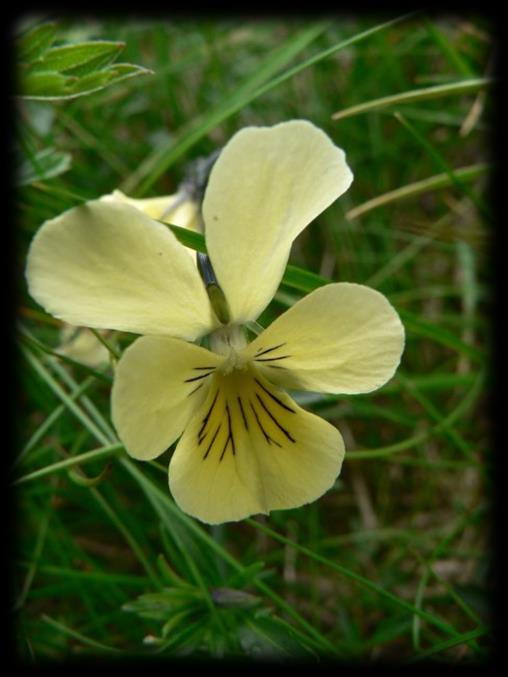 (Nardion) 2n=48 Viola tricolor subsp.