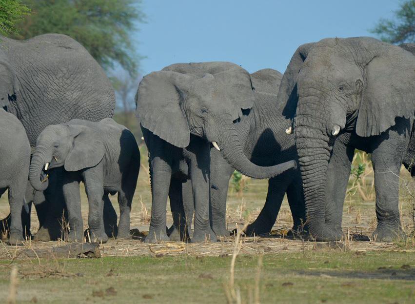 Afrika, domov největších na souší žijících zvířat na naší planetě, domov slonů. Tato zvířata fascinují lidstvo už po staletí.