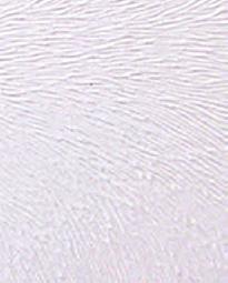 CIRCLES CLEAR