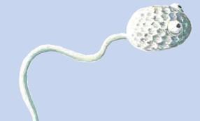 PRÁVNÍ PODKLADY Díky moderním reprodukčním technologiím má člověk poprvé vliv na lidský vývoj.