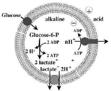 Dalším mechanizmem, který se za jistých podmínek může podílet na udržení gradientu protonů na membráně bez spotřeby ATP může být u Lactobacillus brevis transport laktátu z buňky (obr. 8).