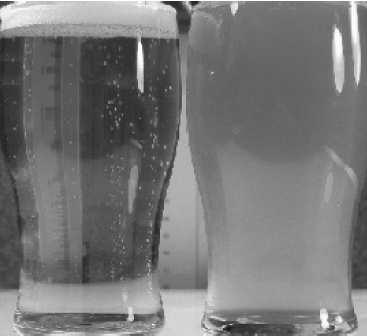Obr. 2. Zákal piva způsobený kontaminací L. brevis (Vaughan a kol., 25) Jedinou metodou odlišení pivo kazících a nekazících kmenů je provedení tzv.