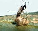 Aphidius colemani Parazitická vosička napadající mšici broskvoňovou a mšici bavlníkovou ve skleníku Působení: Samice vosičky kladou vajíčka do mšic, kde proběhne vývoj vajíčka, larvy a kukly.