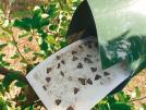 Feromonové lapáky Feromonové lapáky k signalizaci výskytu škůdců Obalečík jednopásný (Eupoecilia ambiguella) réva vinná Obaleč mramorovaný (Lobesia botrana) réva vinná Obaleč jablečný (Cydia