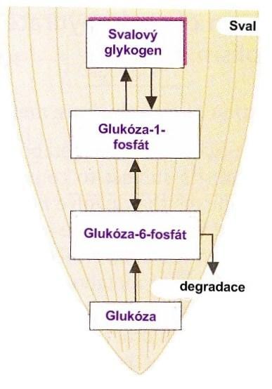 do krve Glukóza-6-fosfatáza (pouze v játrech)