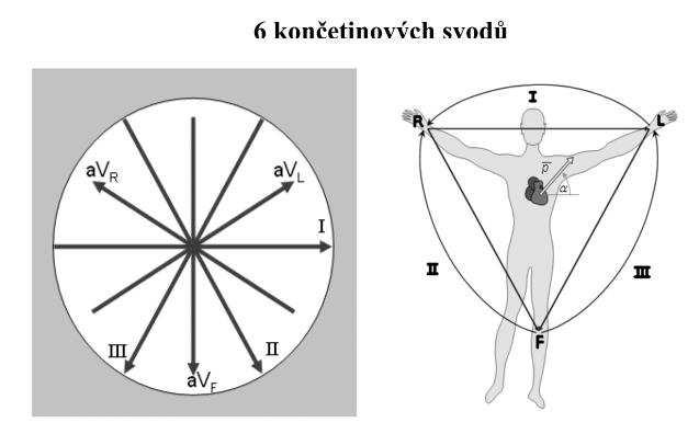 Unipolární končetinové svody avr, avl, avf Základní unipolární končetinové svody kolem srdce tvoří trojúhelník. Jsou označovány jako avl, avr a avf. Písmena L, R a F značí umístění.