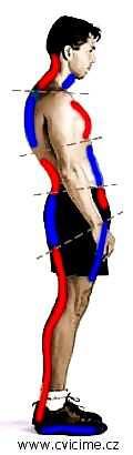 Příloha 1 Anatomie Obrázek 1 Svalové dysbalance svaly se sklonem ke zkrácení: svaly se sklonem k ochabnutí: zadní strana těla m. triceps surae = mm. gastrocnemii a m. soleus hamstringy = m.