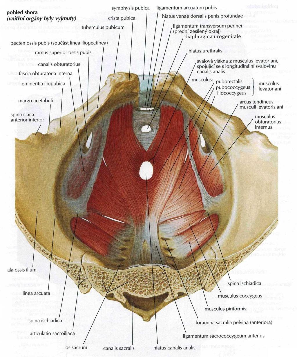 Obrázek 4 Diaphragma