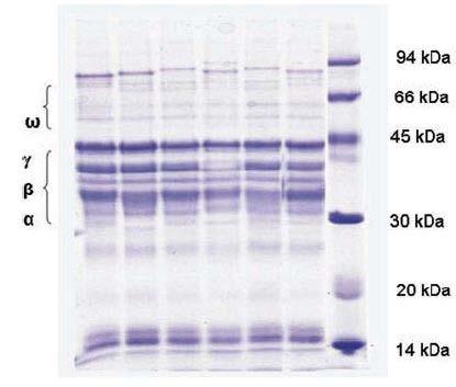 2.6.2.2 Gluteniny Obr. 7: SDS-PAGE gliadinů podle [61].