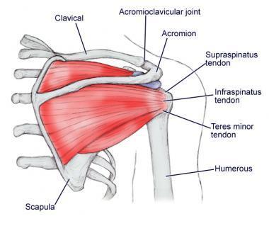 2 Biomechanika a kineziologie pletence ramenního Horní končetina je manipulačním a uchopovacím orgánem člověka, v útlém dětství
