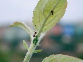 Jádroviny pilatky Slivoně - pilatky Pilatka jablečná původce červivosti v jarním období NeemAzal -T/S Mšice Rostlinný insekticid proti mšicím Hlavní přednosti Vysoká