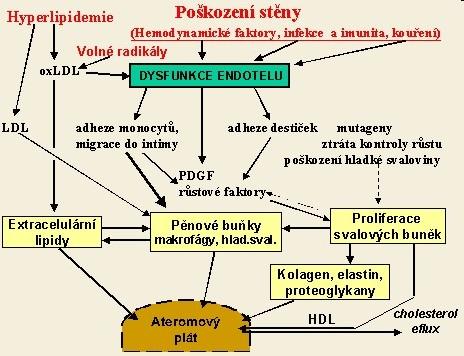 Patogeneze aterosklerózy Schéma