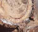 Práh škodlivosti: 25 jedinců/1m dřeva nebo 40 štítků/vzorek větví (140 pupenů) Vlnatka krvavá Kontroluje se