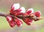Počátek rašení jabloní Višně, třešně Meruňky Broskvoně 18 pukání pupenů pupeny otevřené, těsně před květem pupeny zčásti otevřené,