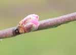 cz/ Strupovitost jabloně: Původcem je houba Venturia inaequalis přezimující ve spadaném listí, kde v pseudoperitheciích postupně