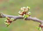 2 Živočišní škůdci V jabloních je aktuální výskyt květopasa jabloňového, který zde prodělává úživný žír.