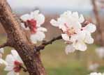 kalendář ochrany ovoce 5 3) Květ meruněk I II III IV V VI VII VIII IX X XI XII Ovocný druh jabloně hrušně slivoně višně, třešně