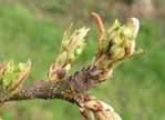 cyklus viz přílohy. Moniliniový úžeh peckovin: Riziko platí pro kvetoucí výsadby meruněk, zejména za chladného a deštivého počasí.