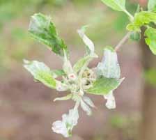 5 kalendář ochrany ovoce Padlí jabloně: Rozvoj primárních infekcí; v tomto období již možno pozorovat výskyt příznaků na citlivých odrůdách. Jedním z indikátorů je Idared.
