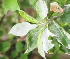 5 kalendář ochrany ovoce Padlí jabloně: Výskyt příznaků primárních infekcí na citlivých odrůdách. Možnost rozvoje sekundárních infekcí na listech a vznikajících letorostech.