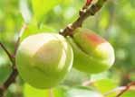 Hlavní témata v ochraně: strupovitost jabloně, padlí jabloně, komplex chorob listů peckovin, obaleč jablečný, o. švestkový, o.