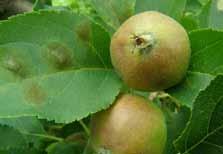 5 kalendář ochrany ovoce chorobě. Za obzvláště náchylné považujeme např. odrůdy Morela pozdní, Morellenfeuer a Fanal.
