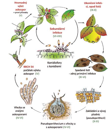 Přílohy 10 Vývojový cyklus strupovitosti: Patogen přezimuje v opadaném listí, v jejichž pletivech se nachází pohlavní stádium - pseudoperithecia s vřecky.
