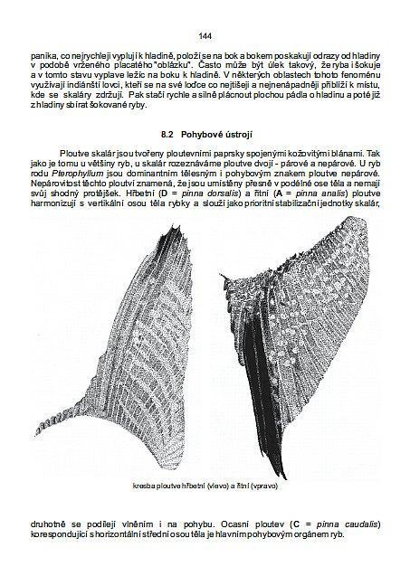 Výběr z kapitoly Anatomie 8. Anatomie rodu Pterophyllum 8.1 Vzhled a způsob pohybu... str. - 143-8.2 Pohybové ústrojí... str. - 144-8.3 Pokryv těla... str. - 146-8.4 Kostra... str. - 149-8.