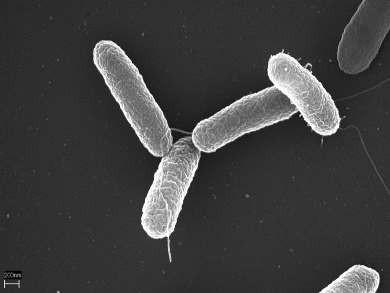 tuberculosis  Salmonelózu