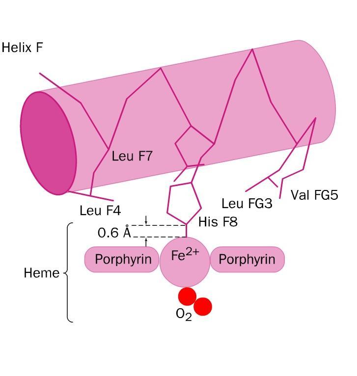 Vazba kyslíku na Hb Pohyb Fe 2+ do