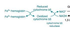 Methemoglobin (methb) obsahuje Fe 3+ místo Fe 2+ Autooxidace hemoglobinu 3% hemoglobinu se každý den oxiduje Hem Fe 2+ - O 2 Hem - Fe 3+ + O 2 - Methemoglobinreduktáza Redukce methemoglobinu FAD,