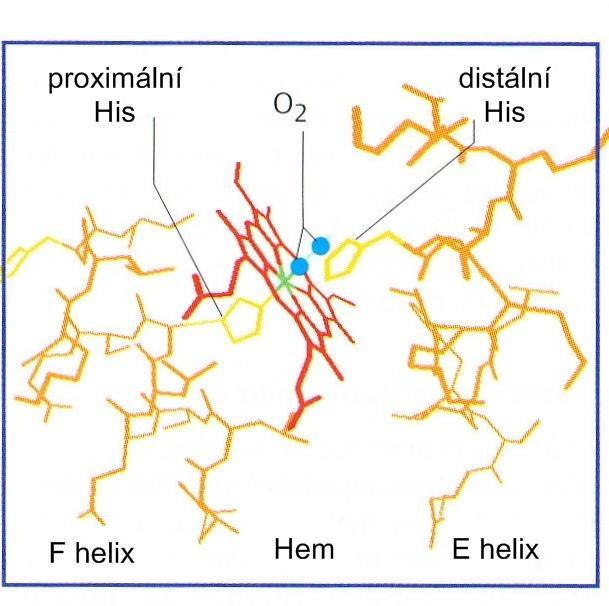 Struktura hemoglobinu Vazba hemu na globin koordinační vazba Fe 2+ na